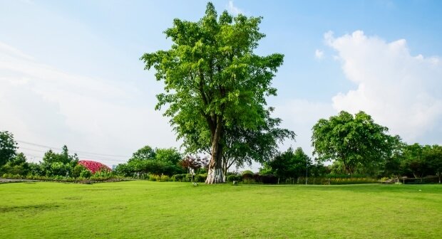 plant-nursery-01
