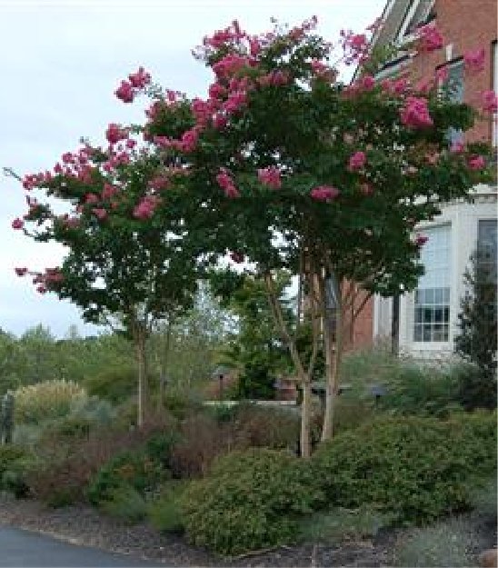 tree-installation-img-01