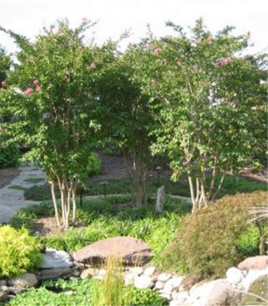 tree-installation-img